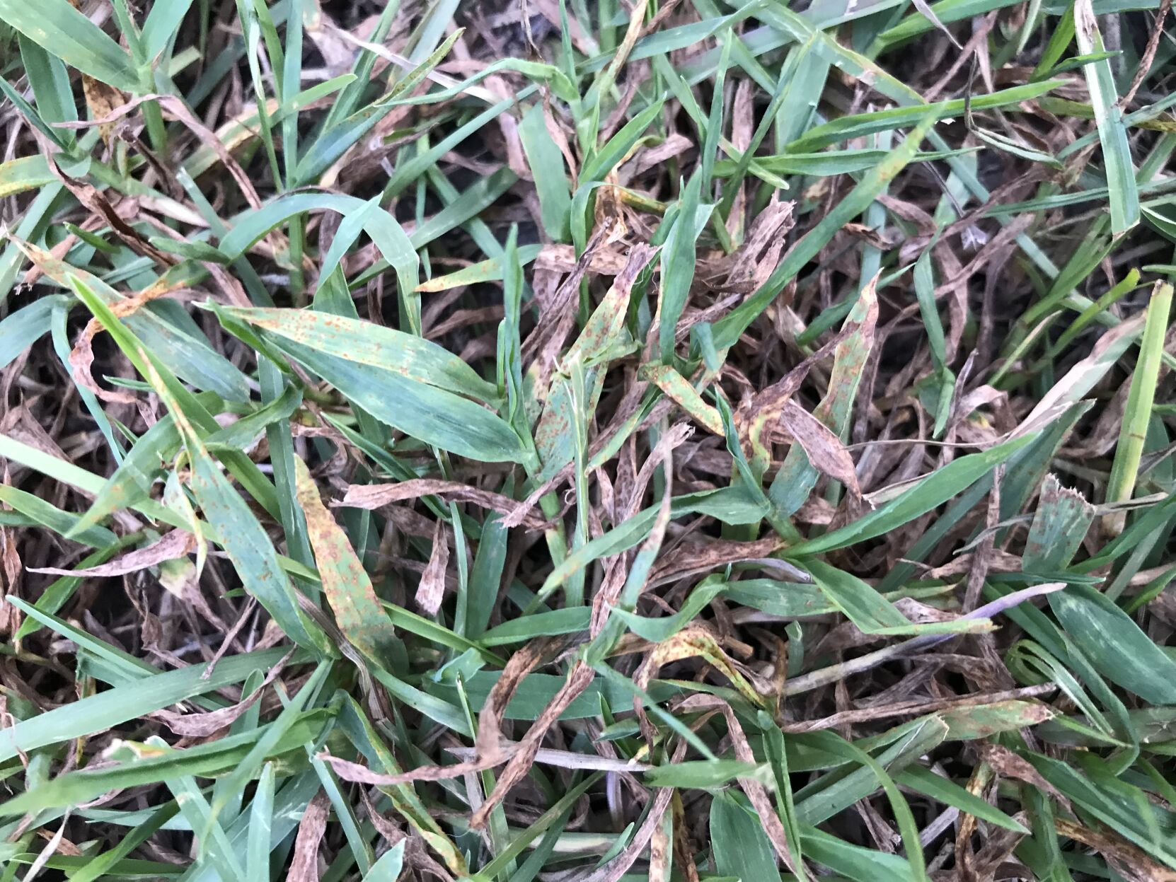 Diseased St. Augustine Grass.JPG
